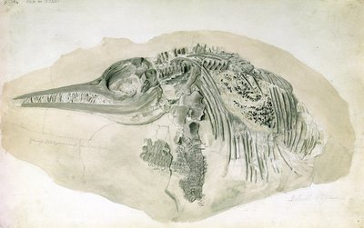 Young Ichthyosaurus from Lyme Regis by English School